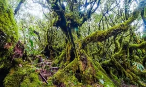 Inilah 5 Hutan Terindah Di Dunia