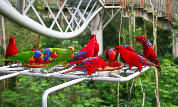 Liburan Bersama Ribuan Burung di Jurong Bird Park Singapura