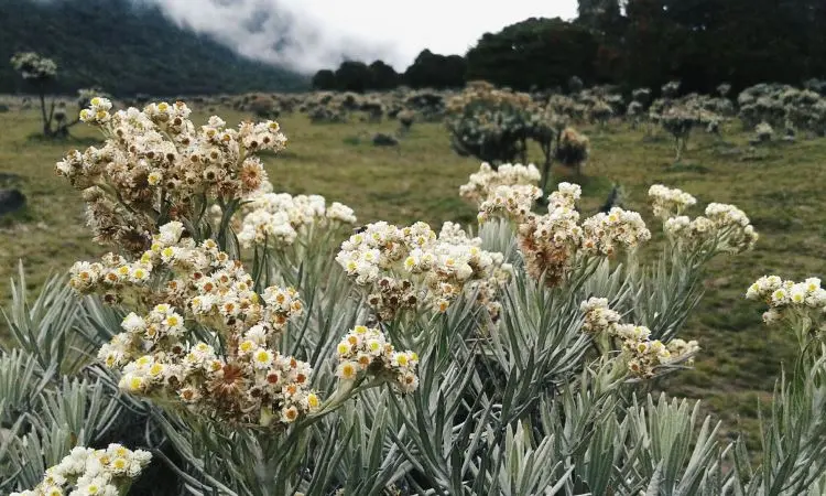 Untuk Kamu Yang Belum Tahu, Inilah Cerita Menarik Dibalik Keindahan Bunga Edelweis