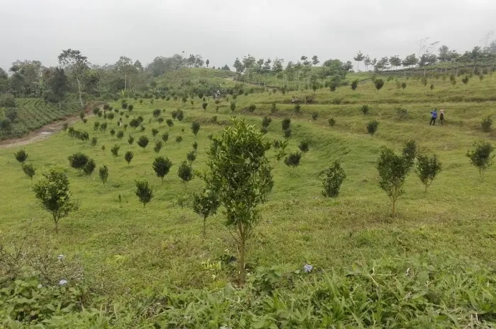 Dayeuh Manggung, Eksplorasi Keindahan Sejarah Perkebunan Teh Belanda di Garut
