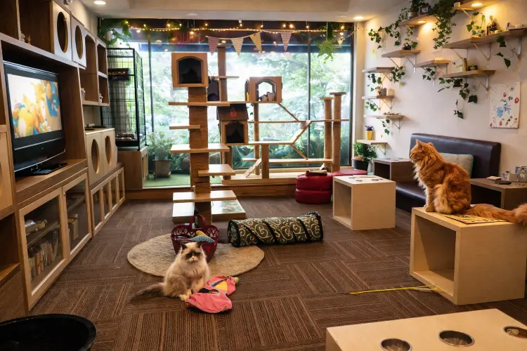 Cutie Cats and Cafe - Pelopor Kafe Kucing di Indonesia (Jakarta)