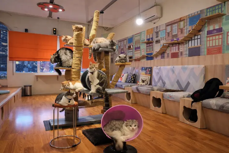 Kopi Cat Cafe by Groovy - Modern & Profesional (Tangerang)